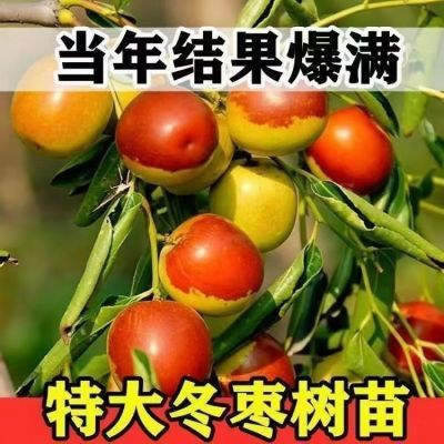 沾化冬枣二代树苗大青枣树苗南方北方种植盆栽地栽果树苗当年结果