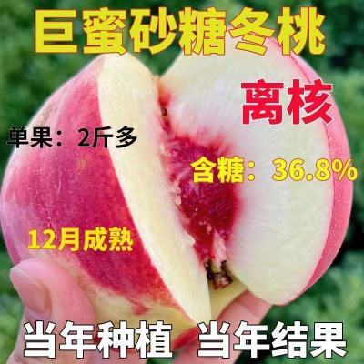 冬桃树苗九月成熟桃树苗大果雪桃子苗南北方盆栽地栽耐寒当年结果