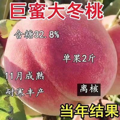 嫁接特大冬桃树苗新品种大果抗寒晚熟知根桃子南北方种植当年结果