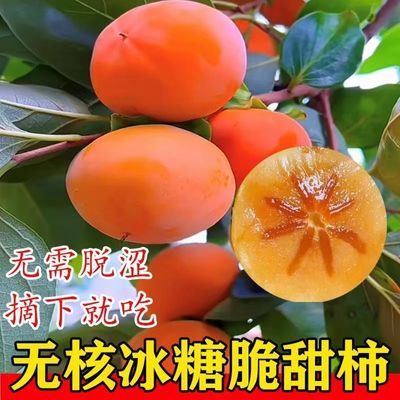 无核冰糖柿子树苗当年结果无籽脆皮甜脆柿子苗南北方种植地栽盆栽