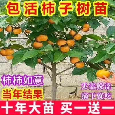 柿子树苗新品种无籽无核脆甜柿子苗盆栽地栽南方北方种植当年结果