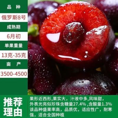 正宗车厘子树苗樱桃树苗黑珍珠南北方种植耐寒盆栽