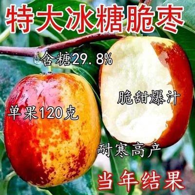 新品种冰糖脆枣树苗南北方种植大果冰糖脆枣苗当年结果超甜枣树苗