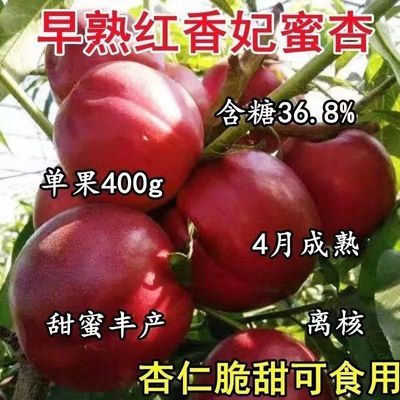 嫁接红杏树苗特大早熟超甜杏仁南方北方种植耐寒盆栽地栽当年结果