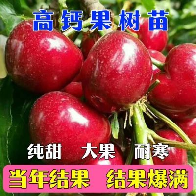 耐寒欧李树苗高钙果树苗南北方种植大果植结果中华钙果