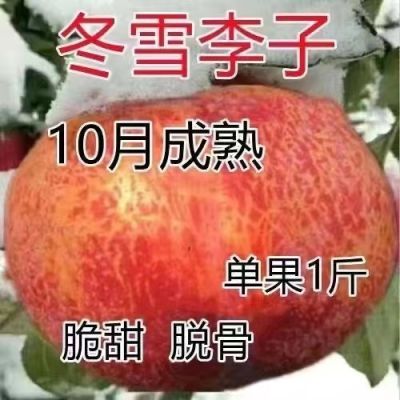 新品种晚熟李子果树苗冬雪李嫁接冬季李子树苗南北方种植当年结果