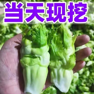 【当天现挖】正宗四川新鲜儿菜娃娃菜嫩儿菜孢子新鲜蔬菜整箱批发