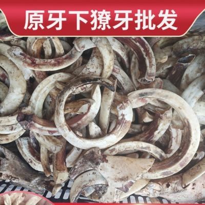 猪牙獠牙超大霸气原料保真精品猪牙猪牙吊坠配件民族风复古雕刻