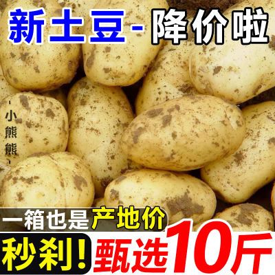 【超低价】云南黄皮土豆10斤批发新鲜蔬菜3斤洋芋芋头沙面马铃薯