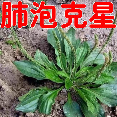 肺里有大泡【正品】肺大泡肺气肿气管焱胸闷气短咳嗽痰多平喘贴L