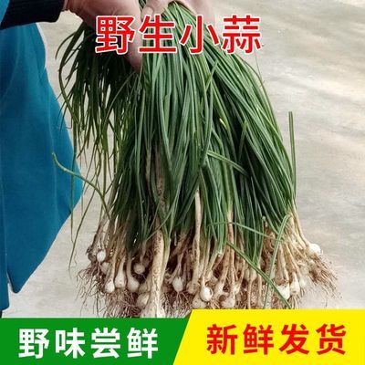 【顺丰包邮】贵州新鲜凉拌野生菜当季小头蒜食用小苦蒜秋季野葱