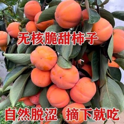 无核脆甜柿子树苗正品室外抗寒嫁接柿树苗南北方种植当年结果树苗