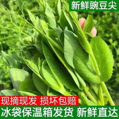 【冷链发货】贵州新鲜豌豆荚火锅豌豆苗豌豆尖豆苗新鲜蔬菜批发