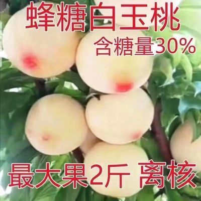 蜂糖白玉桃嫁接苗白桃果树苗大全桃子大果抗寒南北方种植当年结果