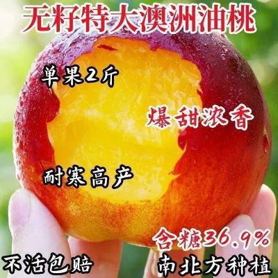 无籽特大澳洲油桃树苗正宗庭院耐寒大果桃子苗树南北方种植当年结