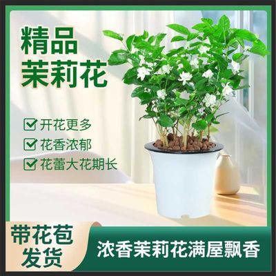 茉莉花苗盆栽带花苞九里香老桩驱蚊水培栀子花卉绿植物室内四季开