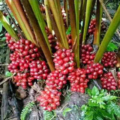 云南特产红草果种植苗根粗易成活浓香型(香料用)株高30公分