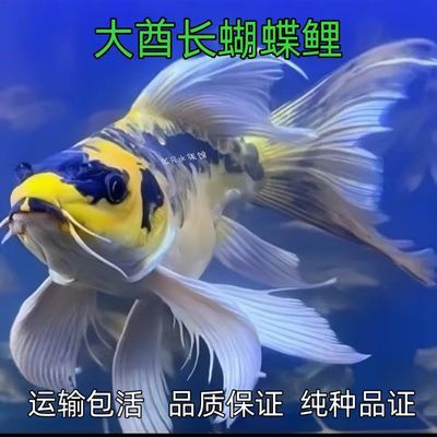 德系玛雅蝴蝶鲤大酋长鲤鱼彩蝶球体长尾短身易养耐活冷水观赏鱼苗