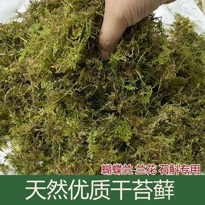 天然干苔藓蝴蝶兰花乌龟专用青苔乌龟蜥蜴蛇冬眠宠物铺垫优质清仓