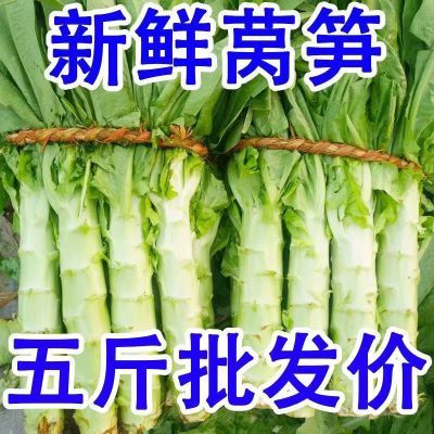 【万人抢购】新鲜红叶莴笋绿叶莴笋鲜嫩香莴苣莴菜青莴笋时令蔬菜