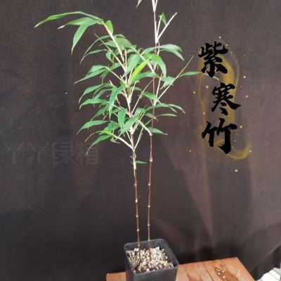 精品紫寒竹变色竹竹杆室内阳台桌面书房绿植盆栽观赏稀有竹精品竹