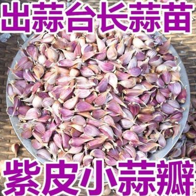 2024早蒜正宗紫瓣大蒜种子蒜种香蒜红皮蒜苔蒜瓣蒜薹红根蒜苗