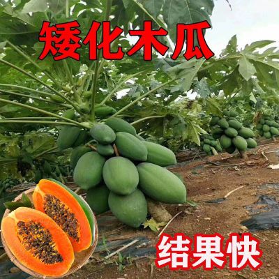 冰糖木瓜苗红心木瓜超矮水果南方种植木瓜苗矮化特大当年结果树苗