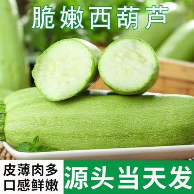 云南西葫芦新鲜脆嫩绿色蔬菜农家自种现摘生瓜