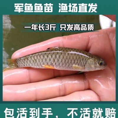 新客立减正宗军鱼黄娟鱼青竹皖鱼苗淡水观赏鱼红眼可食用鱼苗