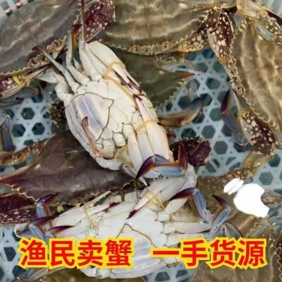 【冷冻发货】连云港野生梭子蟹鲜活新鲜冷冻超大海螃蟹母蟹海鲜