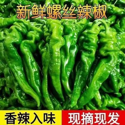 产地正宗新鲜螺丝辣椒现摘微辣特辣超辣农家蔬菜青椒香辣薄皮当季