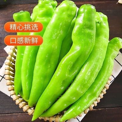 【精品尖椒】薄皮尖椒青辣椒新鲜微辣辣椒新鲜尖椒新鲜现摘现发