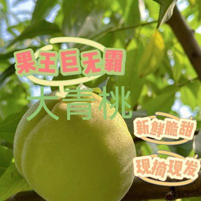 长阳清江脆蜜桃冬桃脆甜多汁新鲜采摘5斤整箱包邮