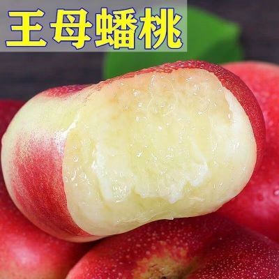 王母蟠桃树苗嫁接蟠桃树苗南方北方种植丰产当年结果易成活