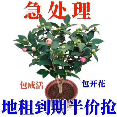 带花苞香妃山茶盆栽正品浓香型树苗五色赤丹茶花阳台耐寒老桩花卉