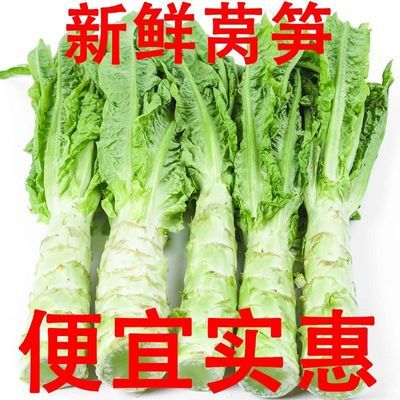 山东自种老品种青笋莴苣紫叶莴笋绿叶莴苣批发新鲜莴笋应当季蔬菜