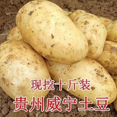 贵州2024黄心土豆新货现挖黄皮洋芋马铃薯新鲜农家蔬菜当季批发