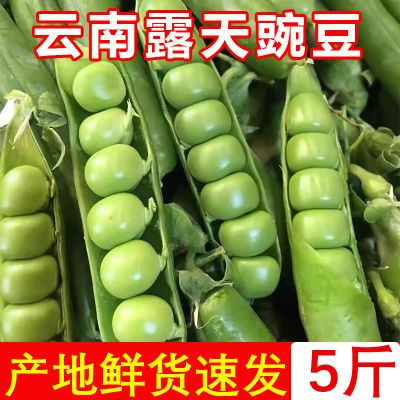 豌豆新鲜云南当季蔬菜露天豌豆荚甜豆角新鲜带壳青豌豆角批发整箱