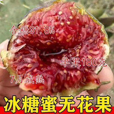 无花果树苗新品种耐寒耐旱冰糖蜜无花果苗当年结果果树苗大全