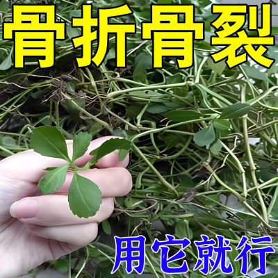 骨折骨裂【快速接骨】促进骨痂生长陈旧骨伤术后恢复跌打损伤膏贴