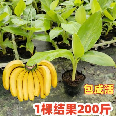 1棵200斤正宗香蕉苗矮化蕉中蕉9号苹果蕉芭蕉树苗庭院南北方耐寒