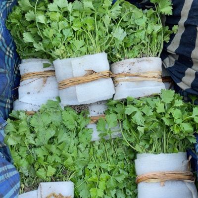 江西土芹菜苗 小香芹老品种耐寒农家传统小香芹苗 香更浓脆嫩无