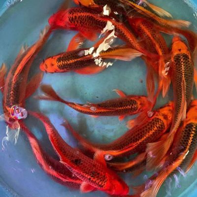 招财火凤凰锦鲤蝴蝶红松龙凤冷水淡水金鱼观赏鱼包邮长短尾随机