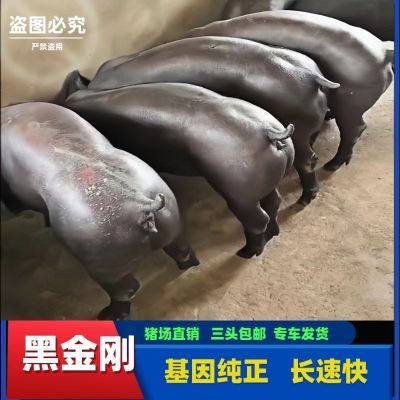 新西兰原种黑杜母猪黑金刚母猪国寿黑母猪现货黑杜公猪正宗正品母