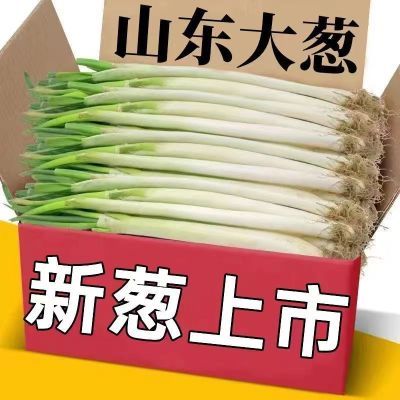 山东大葱新鲜葱白葱段去皮特级批发价铁杆脆甜葱清仓现挖农家蔬菜