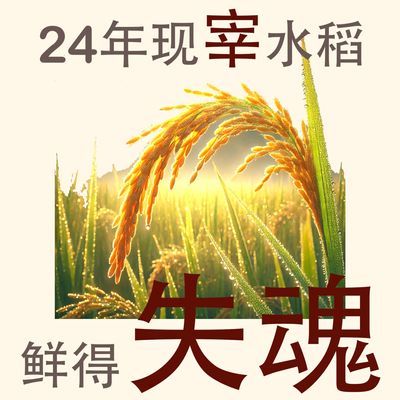 优质正品方通东北大米新鲜批发10斤一级长粒香大米新米大米批发