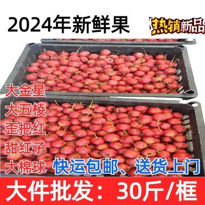 【整件30斤】2024年大果山楂糖葫芦专用新鲜山楂红果秋果山楂批发