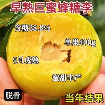 蜂糖李子树苗正宗大果冰糖脆骨李子苗耐寒耐旱南北方种植当年结果