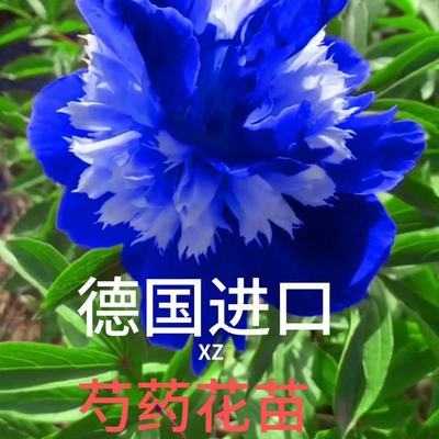 进口基因改良芍药花四季耐寒室外阳台庭院室内花卉观赏盆栽绿植