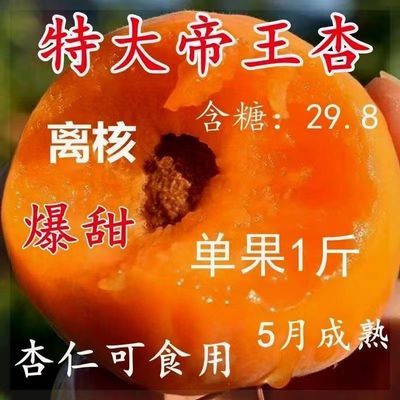 新品种特大帝王杏子树苗大果盆栽地栽耐寒耐旱南北方种植当年结果